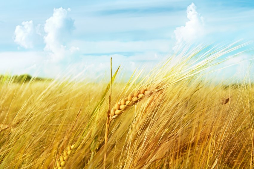 В Полтавській області палахкотять поля і суха трава