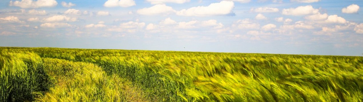 У Полтавській області палахкотять поля та суха трава