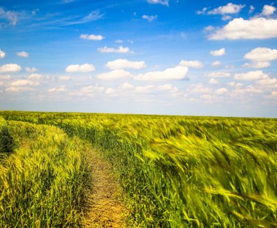 У Полтавській області палахкотять поля та суха трава