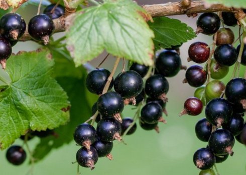 Сорт чёрной смородины Геркулес (Геракл): плодоношение, размер и вкус ягод