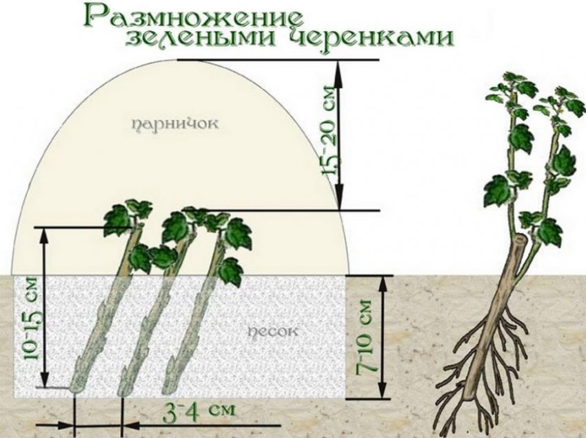 Розмноження зеленими живцями Розмноження зеленими живцями