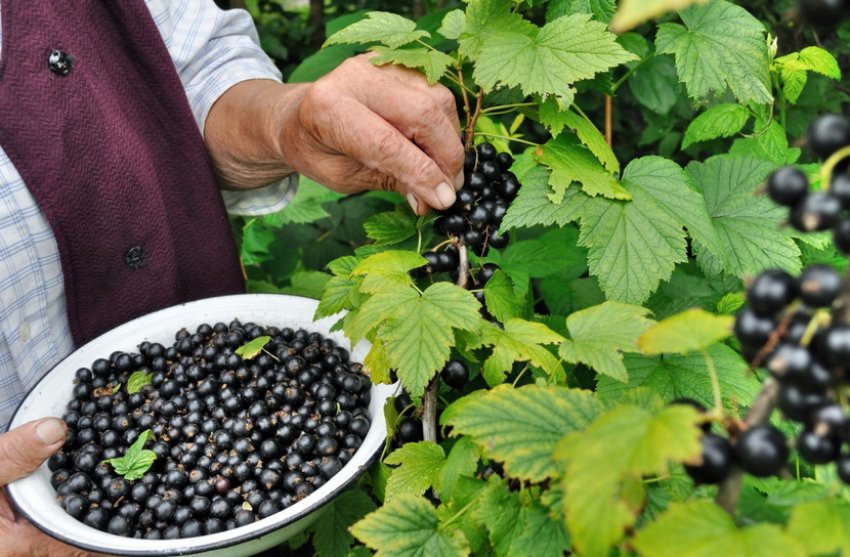 Збір урожаю