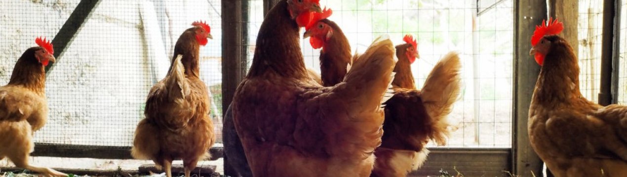 Яке освітлення повинно бути в курнику