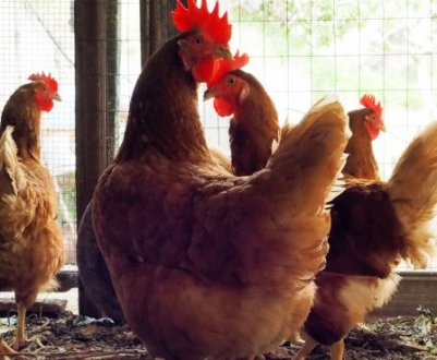 Яке освітлення повинно бути в курнику