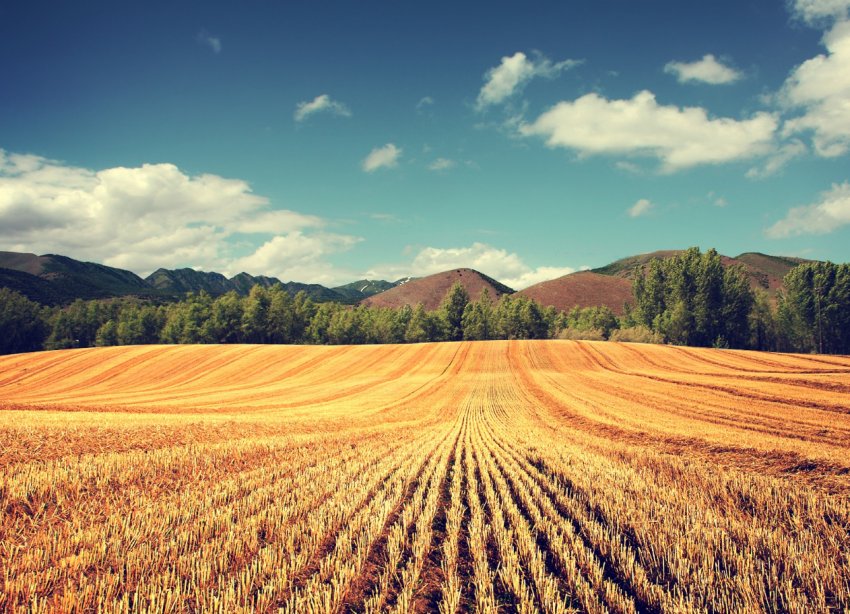 Тернопільська фіскальна служба вдарила «Урожаєм» за фермерам Тернопільська фіскальна служба вдарила «Урожаєм» за фермерам