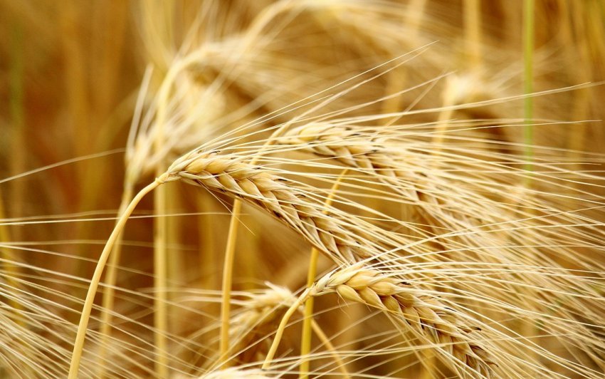 Дніпропетровські аграрії не чекають великого врожаю зернових Дніпропетровські аграрії не чекають великого врожаю зернових