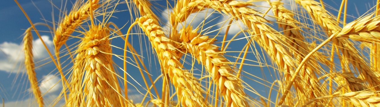 Дніпропетровські аграрії не чекають великого врожаю зернових