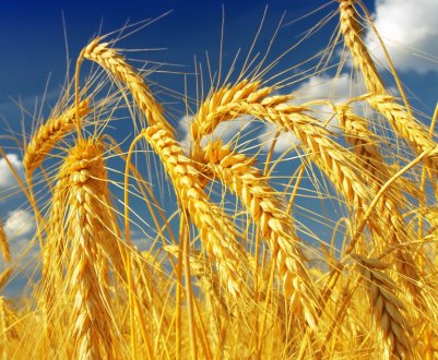 Дніпропетровські аграрії не чекають великого врожаю зернових