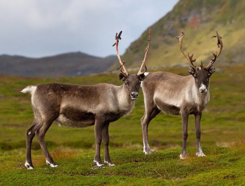 Якутське уряд не скупиться на допомогу оленеводам Якутське уряд не скупиться на допомогу оленеводам