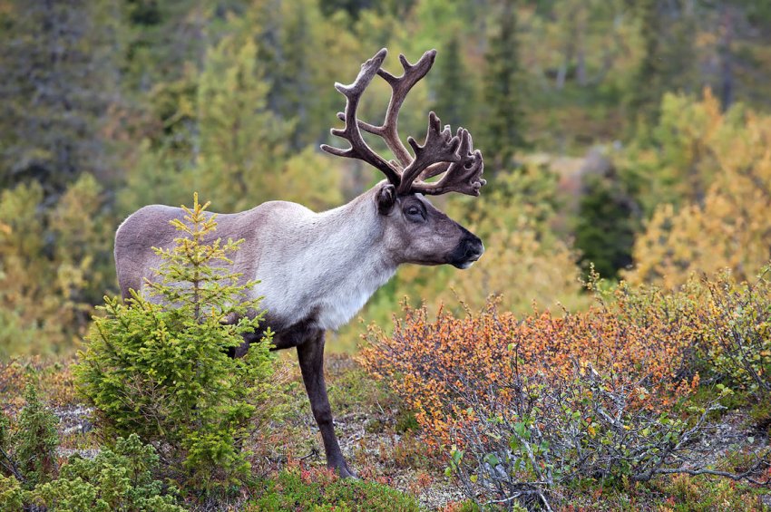 Якутське уряд не скупиться на допомогу оленеводам Якутське уряд не скупиться на допомогу оленеводам