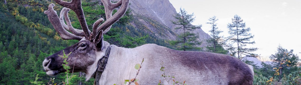 Якутське уряд не скупиться на допомогу оленеводам