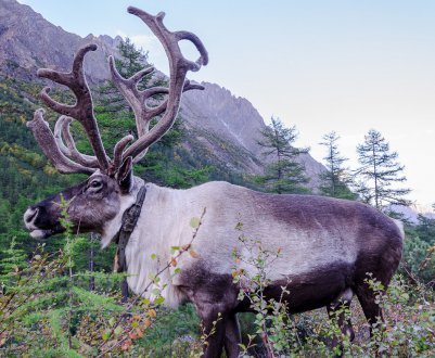 Якутське уряд не скупиться на допомогу оленеводам