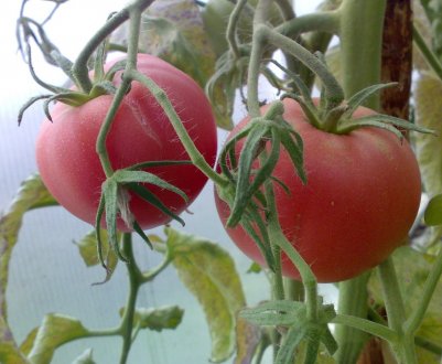 Помідори «Рожевий слон»: опис, агротехніка вирощування