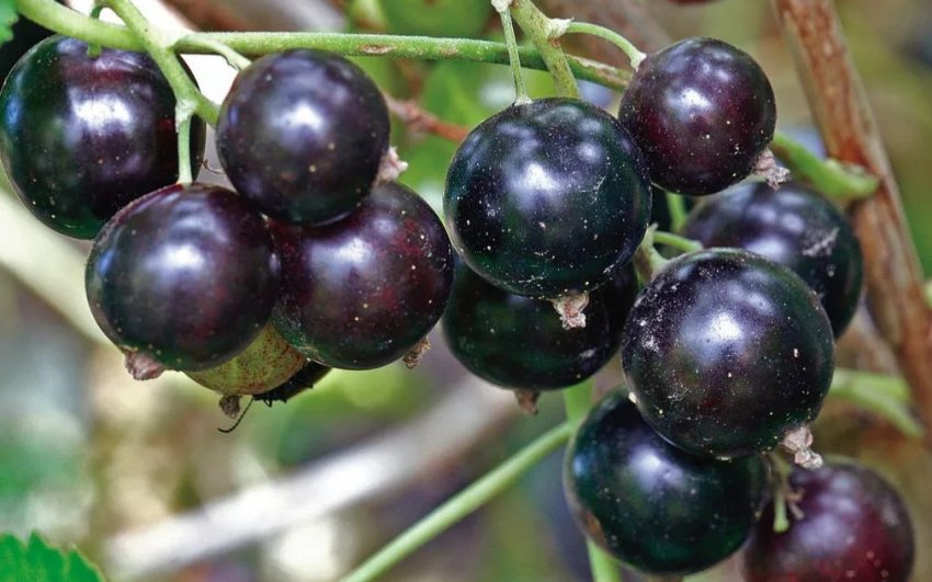 Колоновидна смородина Вимпел