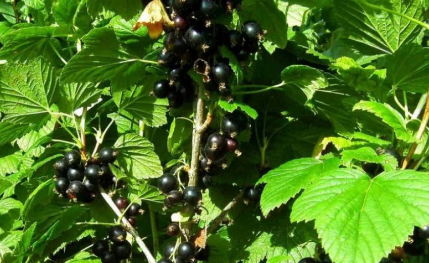 Колоновидна смородина Бен Тибен