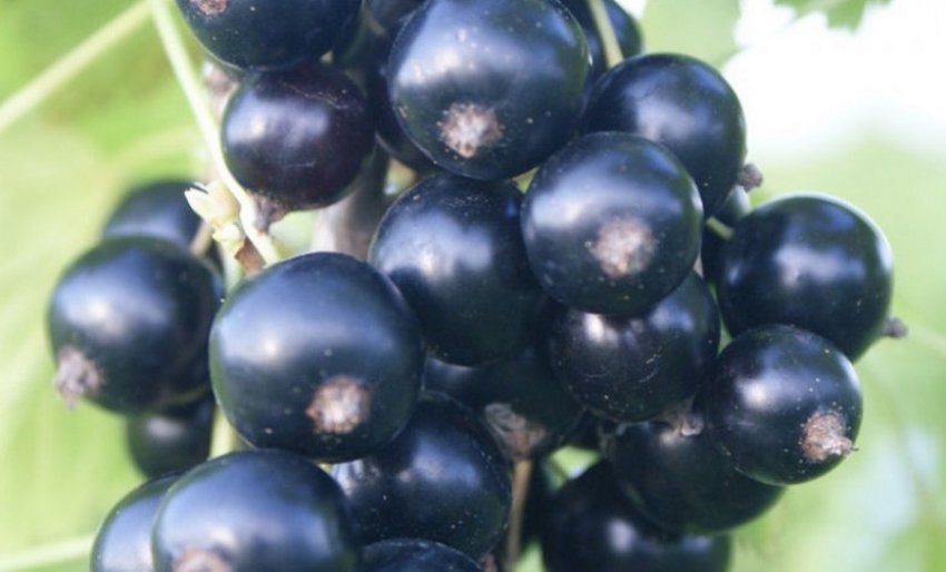 Колоновидна смородина Бен Тисел