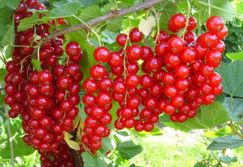 Колоновидна смородина Джонкер ван Тетс