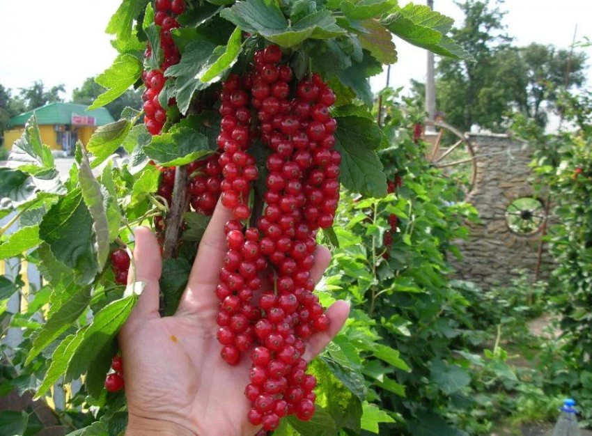 Колоновидна смородина Ровада