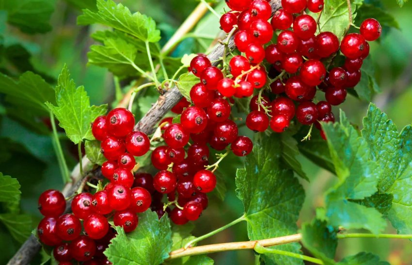 Колоновидна смородина Лейден