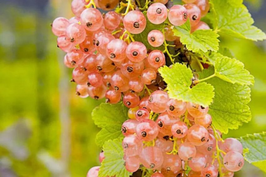 Колоновидна смородина Рожевий перли