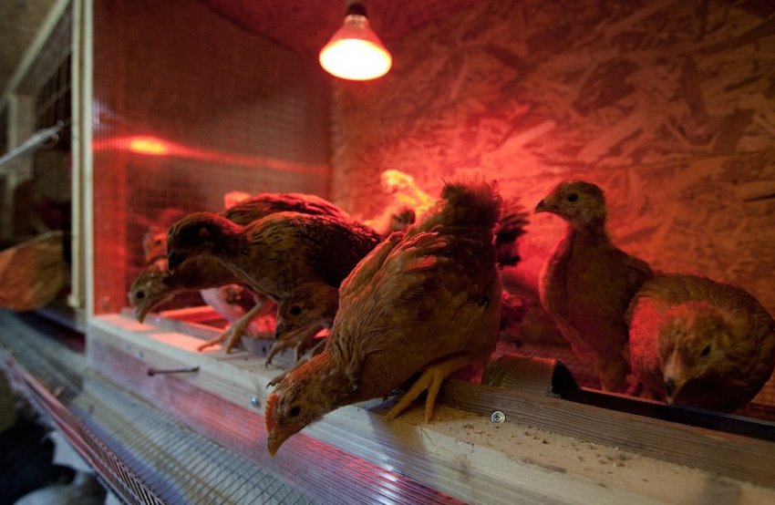 Світло в курнику