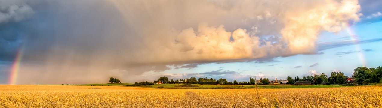 У Херсонській області згоріло 4,5 гектара пшениці