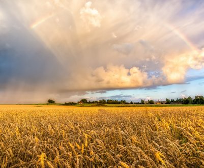 У Херсонській області згоріло 4,5 гектара пшениці