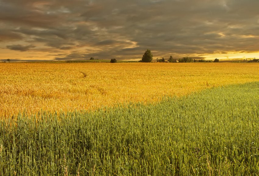 В Херсонській області згоріло 4,5 гектара пшениці В Херсонській області згоріло 4,5 гектара пшениці