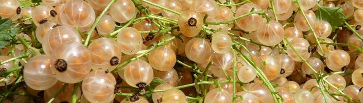 Смородина Уральська біла — особливості сорту