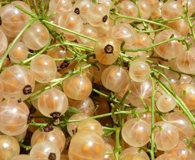 Смородина Уральська біла — особливості сорту