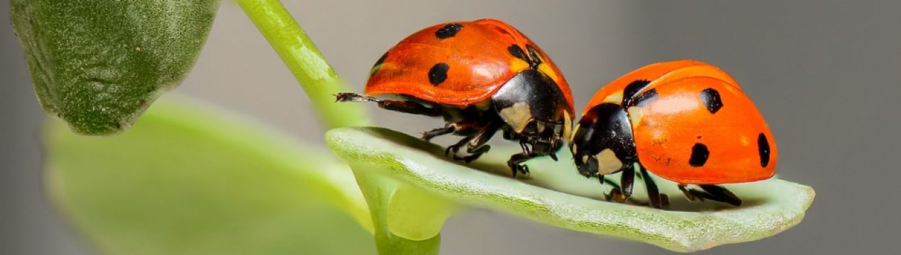 Київські фермери вирощують ентомофагів і диких запилювачів