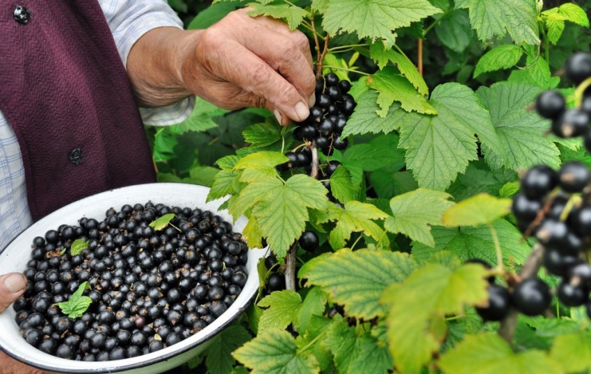 Збирання смородини Збирання смородини