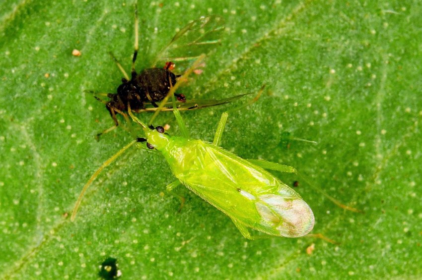 Київські фермери вирощують ентомофагів і диких запилювачів Київські фермери вирощують ентомофагів і диких запилювачів