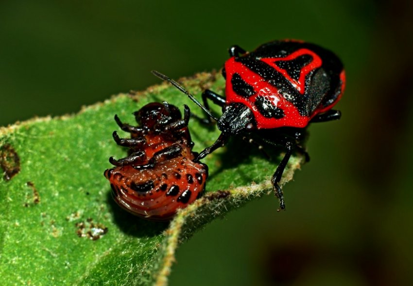 Київські фермери вирощують ентомофагів і диких запилювачів Київські фермери вирощують ентомофагів і диких запилювачів