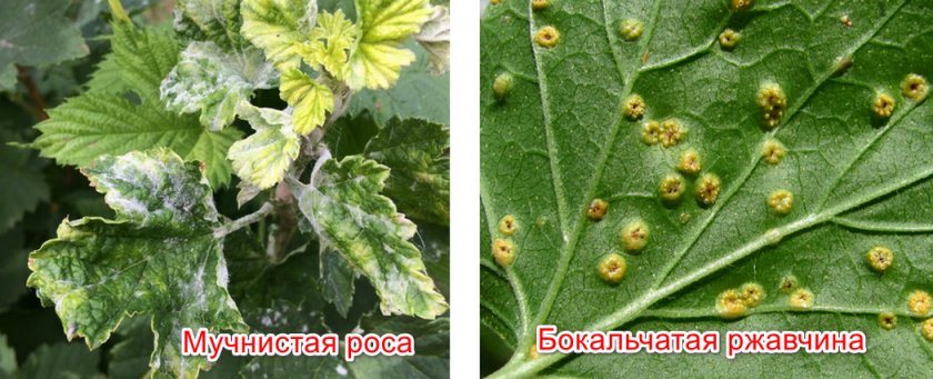Болезни смородины Болезни смородины