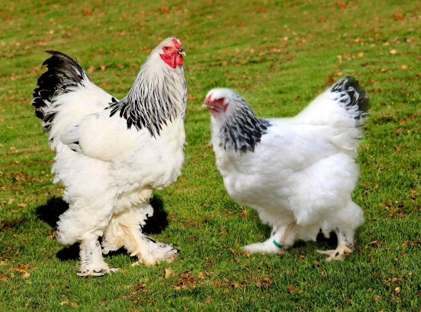 Саратовських птахів спіткала хвороба Ньюкасла Саратовських птахів спіткала хвороба Ньюкасла