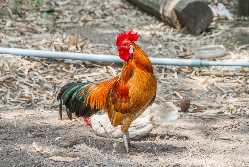 Саратовських птахів спіткала хвороба Ньюкасла Саратовських птахів спіткала хвороба Ньюкасла