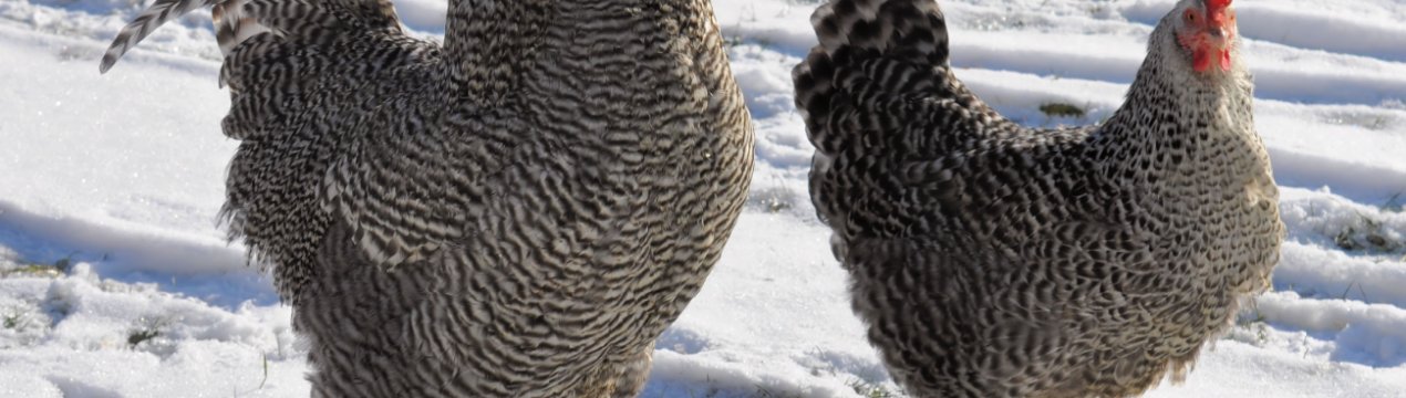 Саратовських птахів спіткала хвороба Ньюкасла