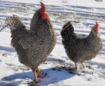 Саратовських птахів спіткала хвороба Ньюкасла