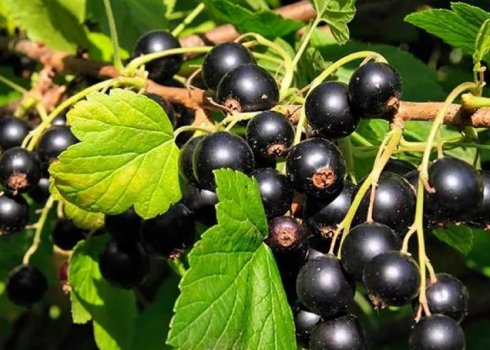 Смородина чорна Благословення: основні характеристики