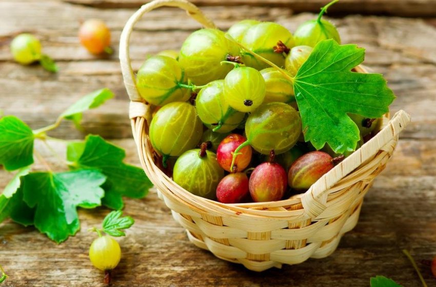 Ягоди аґрусу Ягоди аґрусу