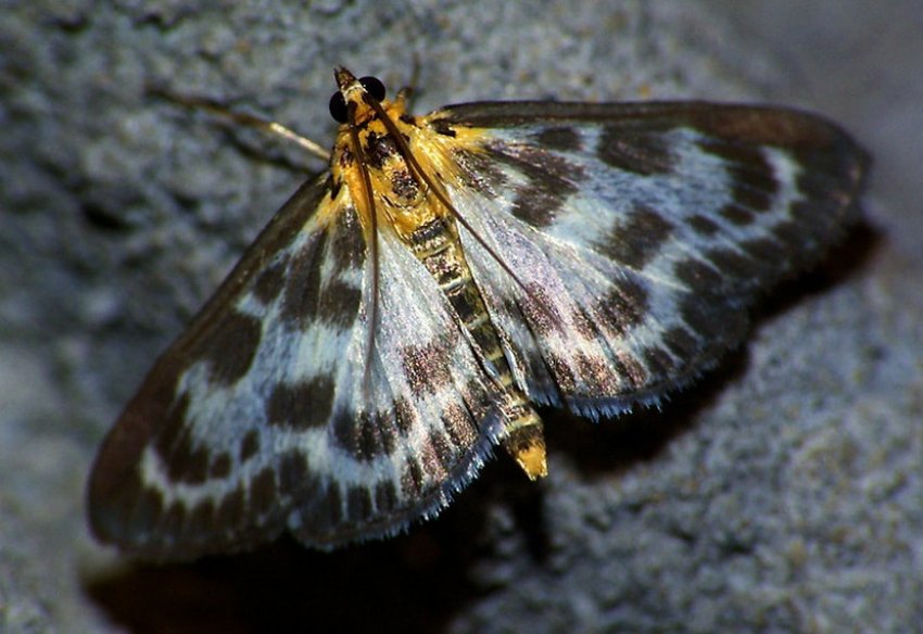 Метелик огнівка