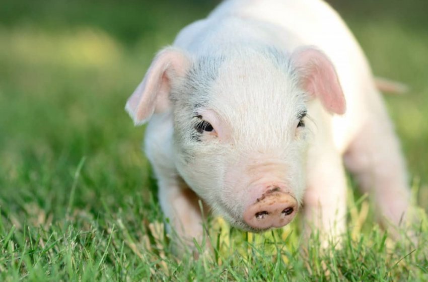 Воронеж відправив до Сибіру елітних кнурів-плідників Воронеж відправив до Сибіру елітних кнурів-плідників