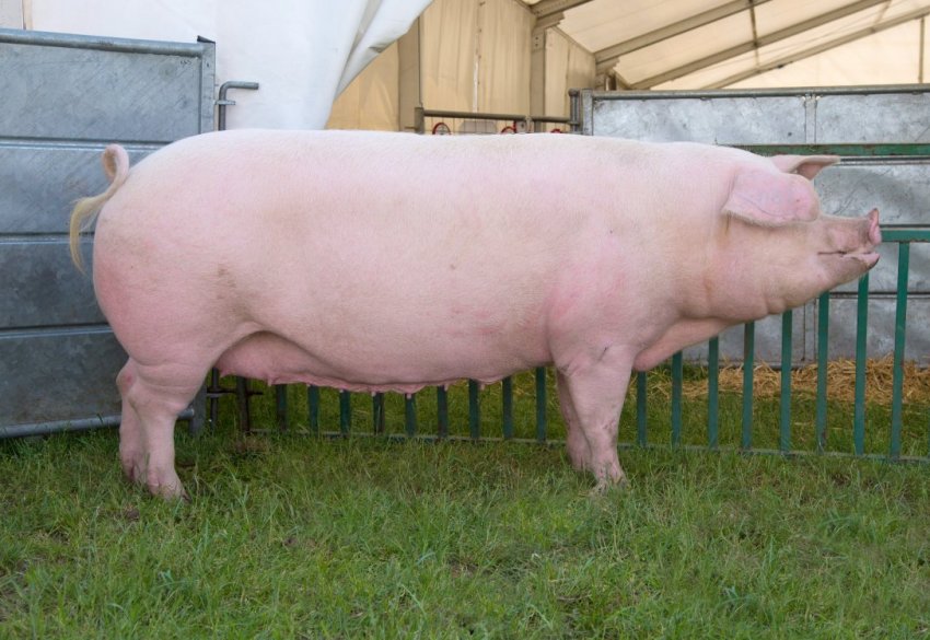 Воронеж відправив до Сибіру елітних кнурів-плідників Воронеж відправив до Сибіру елітних кнурів-плідників