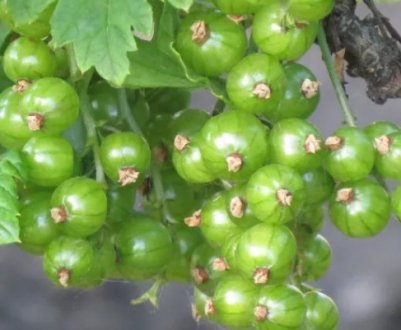 Кращі сорти смородини зеленоплодной