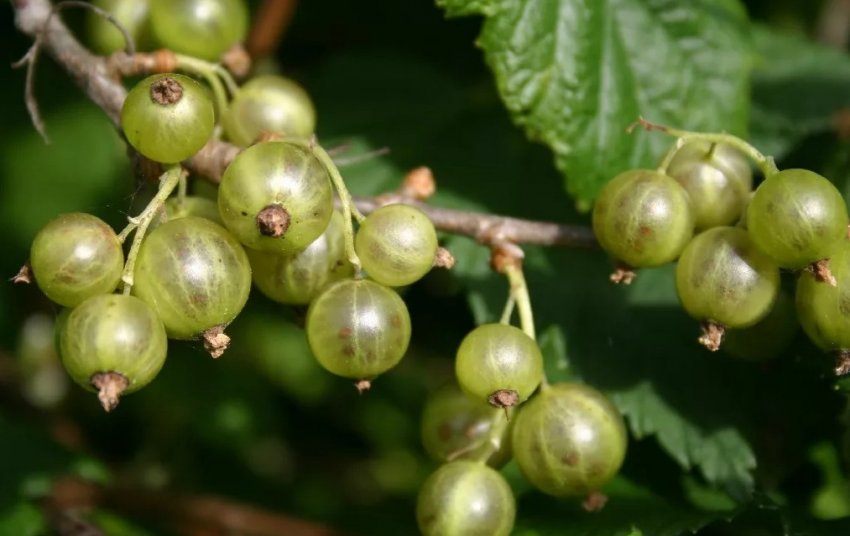 Сорти зеленої смородини