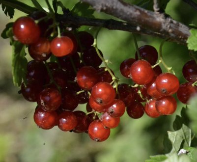 Смородина червона Валентинівка: основні характеристики сорту