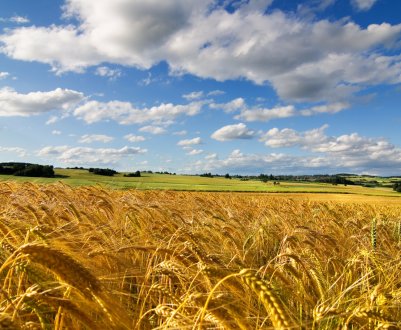 Спека і посуха підвищили щуплість російської пшениці з південних полів