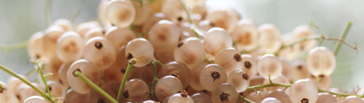 Сорт білої смородини Біла Фея: основні характеристики