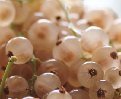 Сорт білої смородини Біла Фея: основні характеристики